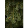 Ель Швейцарская 100% литая 215 см зеленая - Фото 3